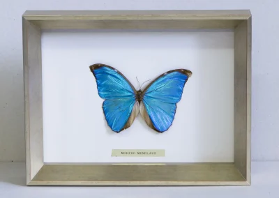 Papillon Morpho menelaus bleu dans un encadrement boîtier en bois clair