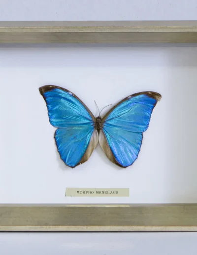 Papillon Morpho menelaus bleu dans un encadrement boîtier en bois clair
