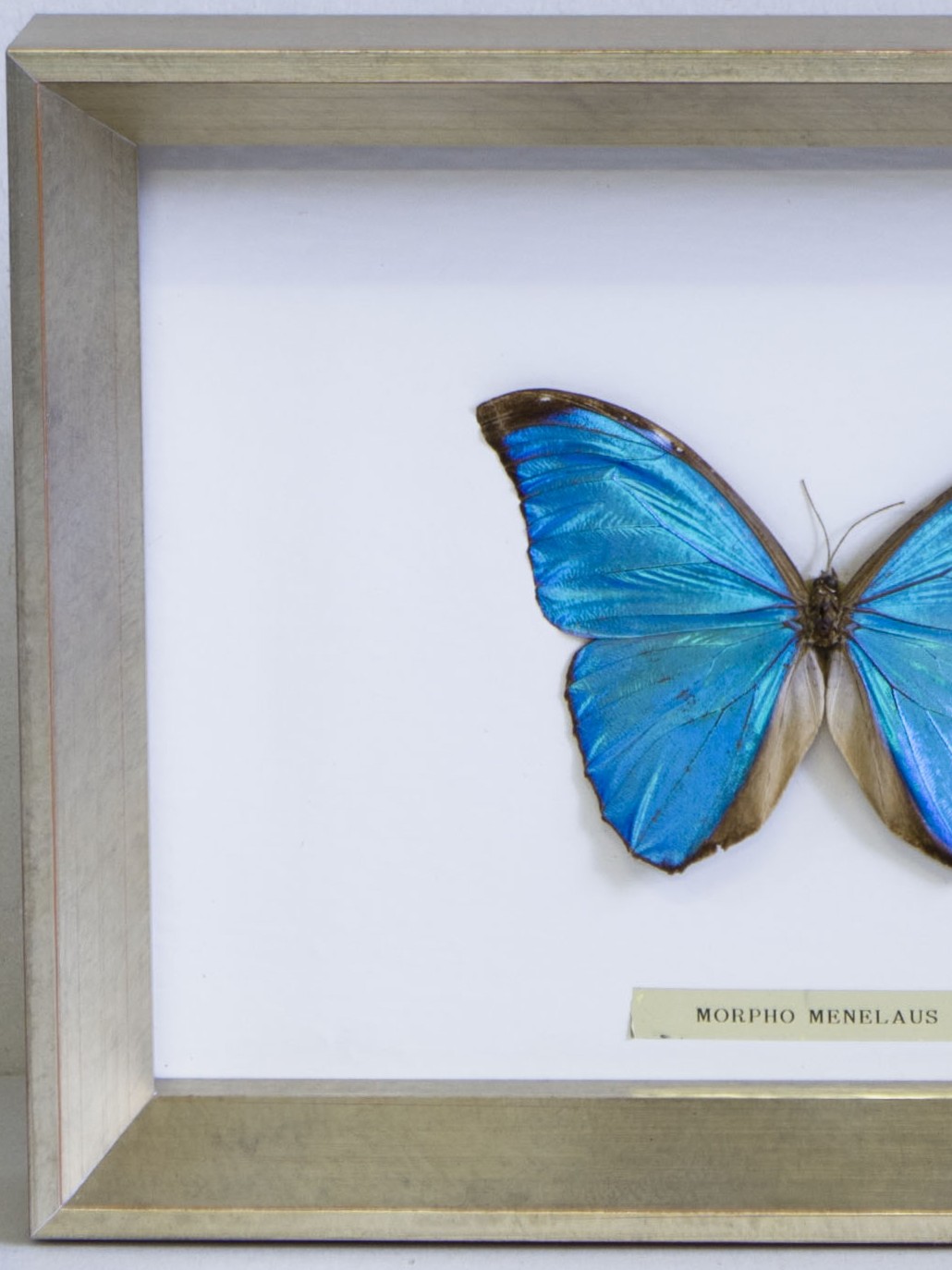 cadre-d-art-blanc-et-or Morpho encadrement type boite
